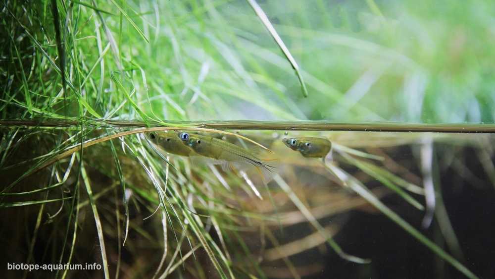 中国佛山枣木山杨梅河干季的河岸原生缸造景 19年第9名