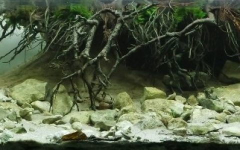 波兰贝赫津附近肖德尔卡河的支流森林蜿蜒的溪流原生缸造景 19年第1名