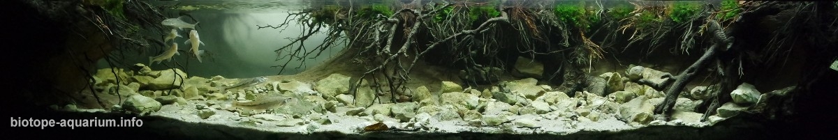 波兰贝赫津附近肖德尔卡河的支流森林蜿蜒的溪流原生缸造景 19年第1名