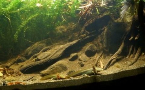 墨西哥乌兰登帕茨夸罗湖沿岸杜氏钝口螈栖息地原生缸造景 19年第10名