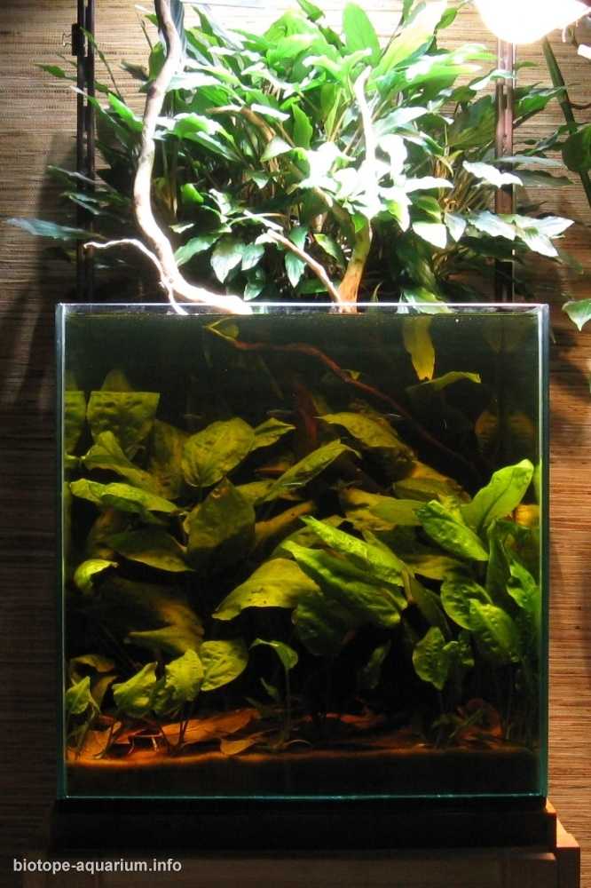 马来西亚砂拉越州溪流原生缸造景 19年100名