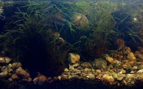 葡萄牙辛特拉附近的里贝拉达马塔迷你池塘原生缸造景 19年103名