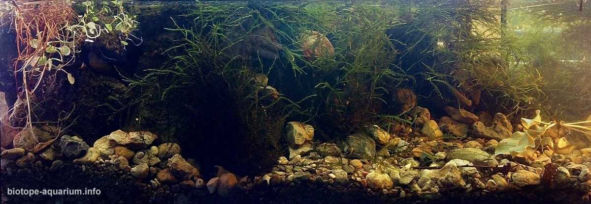 葡萄牙辛特拉附近的里贝拉达马塔迷你池塘原生缸造景 19年103名