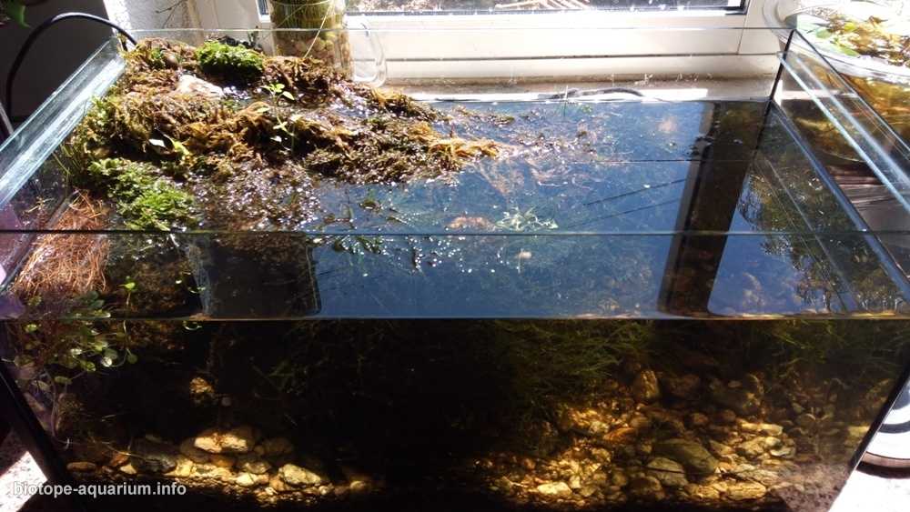 葡萄牙辛特拉附近的里贝拉达马塔迷你池塘原生缸造景 19年103名