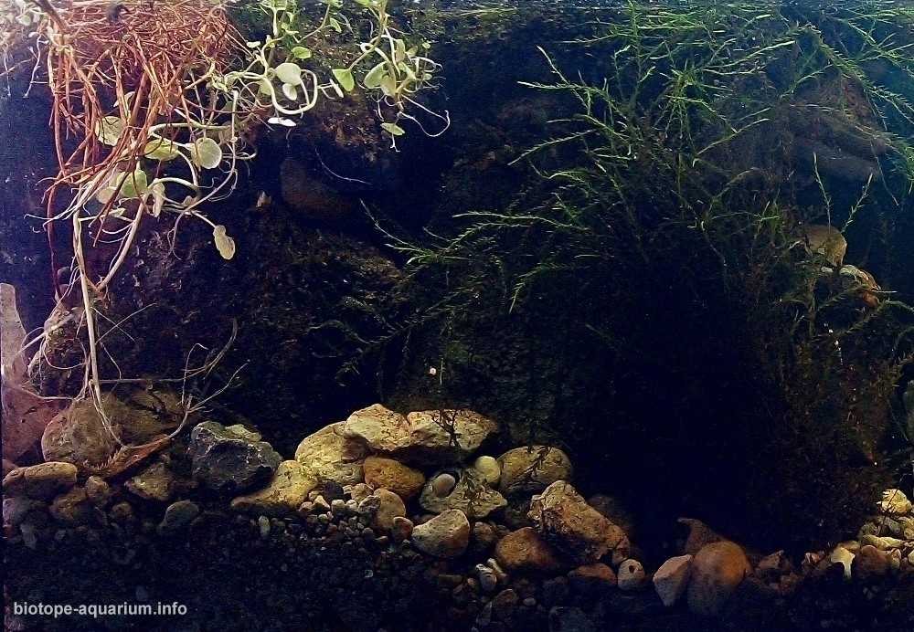 葡萄牙辛特拉附近的里贝拉达马塔迷你池塘原生缸造景 19年103名
