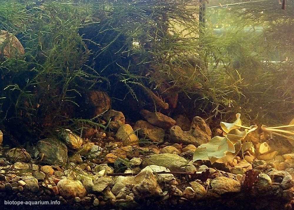 葡萄牙辛特拉附近的里贝拉达马塔迷你池塘原生缸造景 19年103名