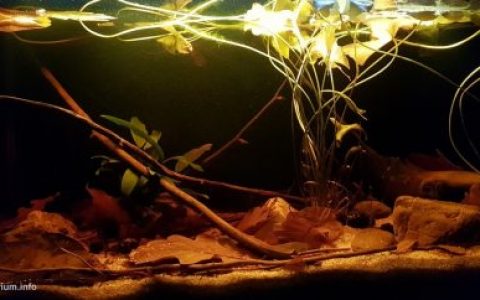 刚果伊佩克村附近的迈恩东贝湖原生缸造景 19年第105名