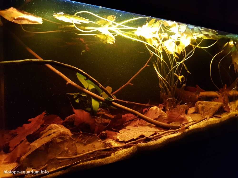 刚果伊佩克村附近的迈恩东贝湖原生缸造景 19年第105名