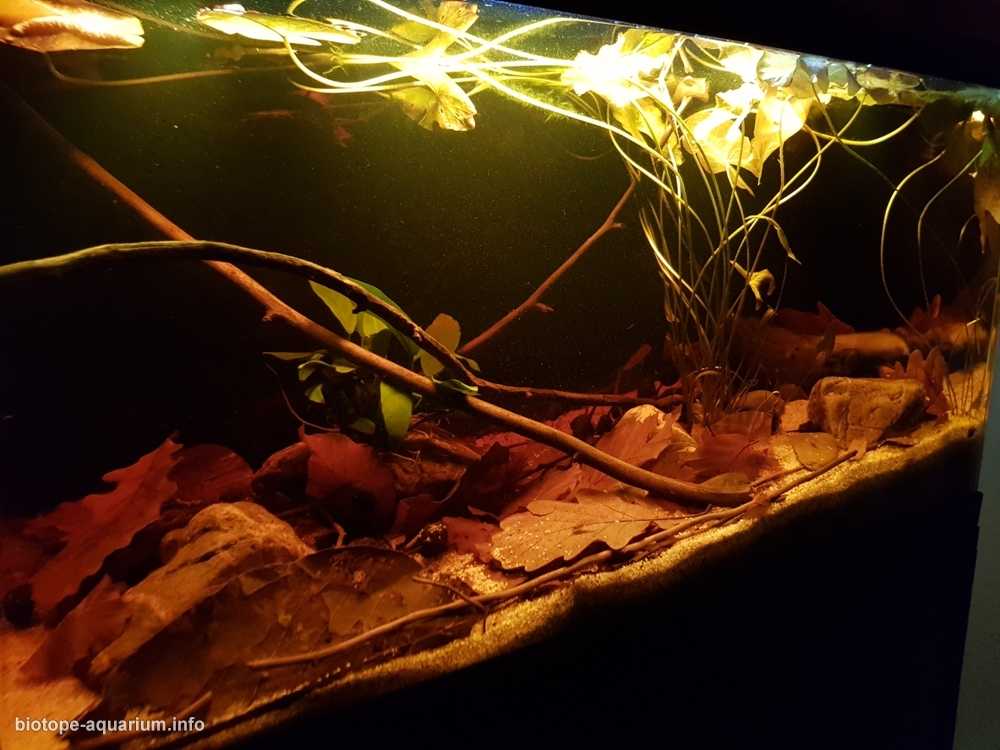 刚果伊佩克村附近的迈恩东贝湖原生缸造景 19年第105名