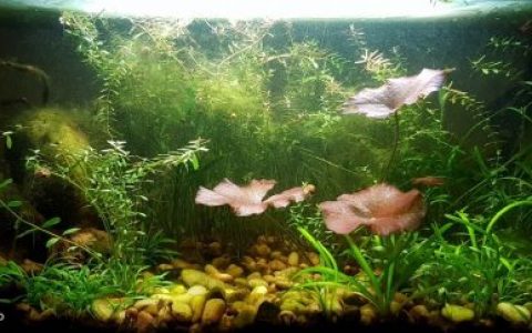 缅甸掸邦南部茵莱湖湖底原生缸造景 19年106名