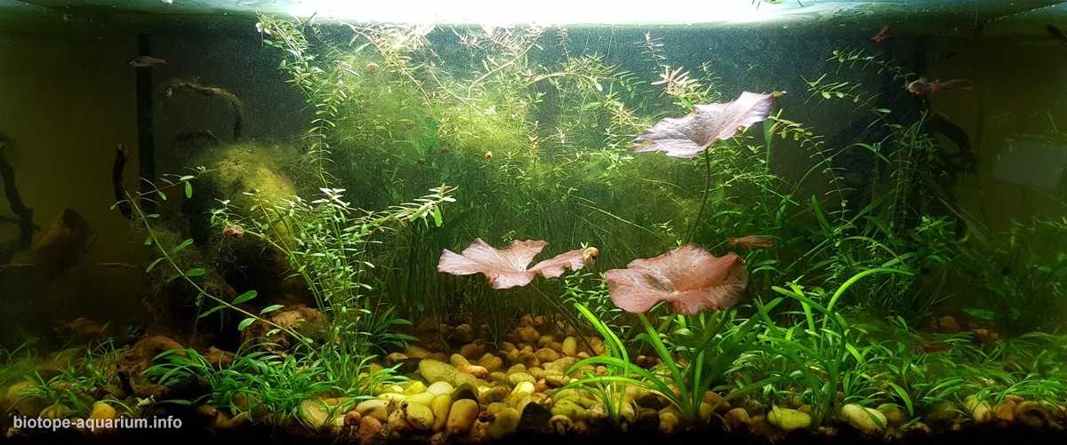 缅甸掸邦南部茵莱湖湖底原生缸造景 19年106名
