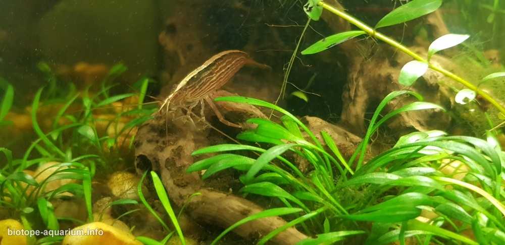 缅甸掸邦南部茵莱湖湖底原生缸造景 19年106名
