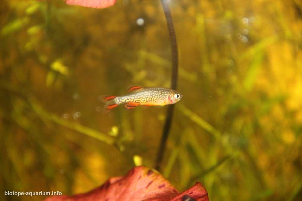 缅甸掸邦南部茵莱湖湖底原生缸造景 19年106名