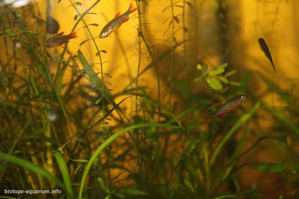 缅甸掸邦南部茵莱湖湖底原生缸造景 19年106名