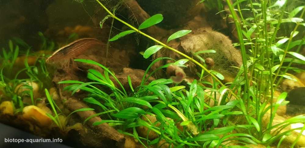 缅甸掸邦南部茵莱湖湖底原生缸造景 19年106名