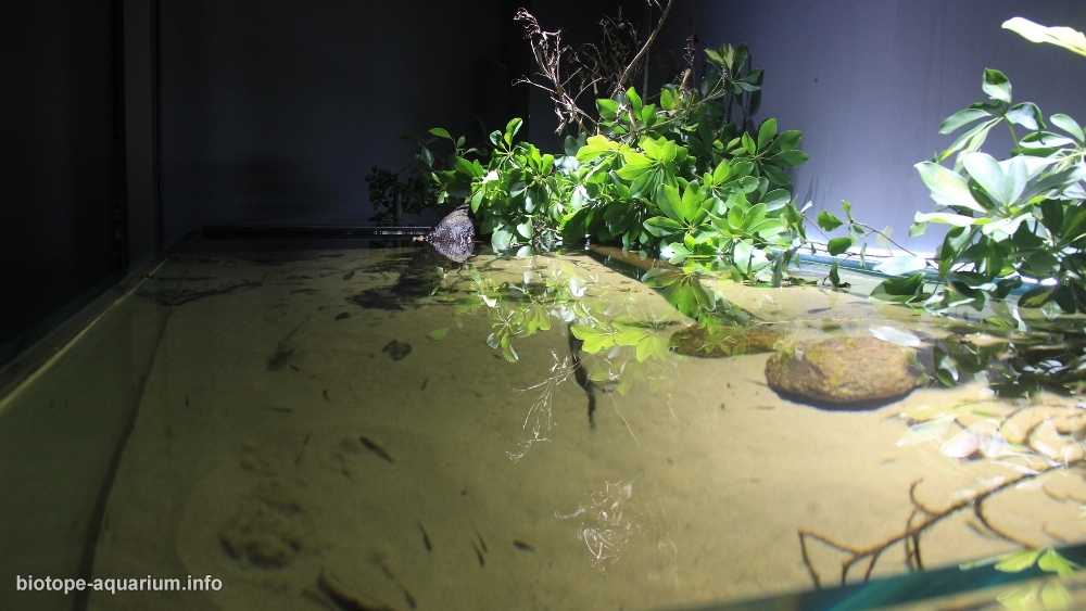 巴西亚马逊河遥远支流中的水晶泉池原生缸造景 19年107名