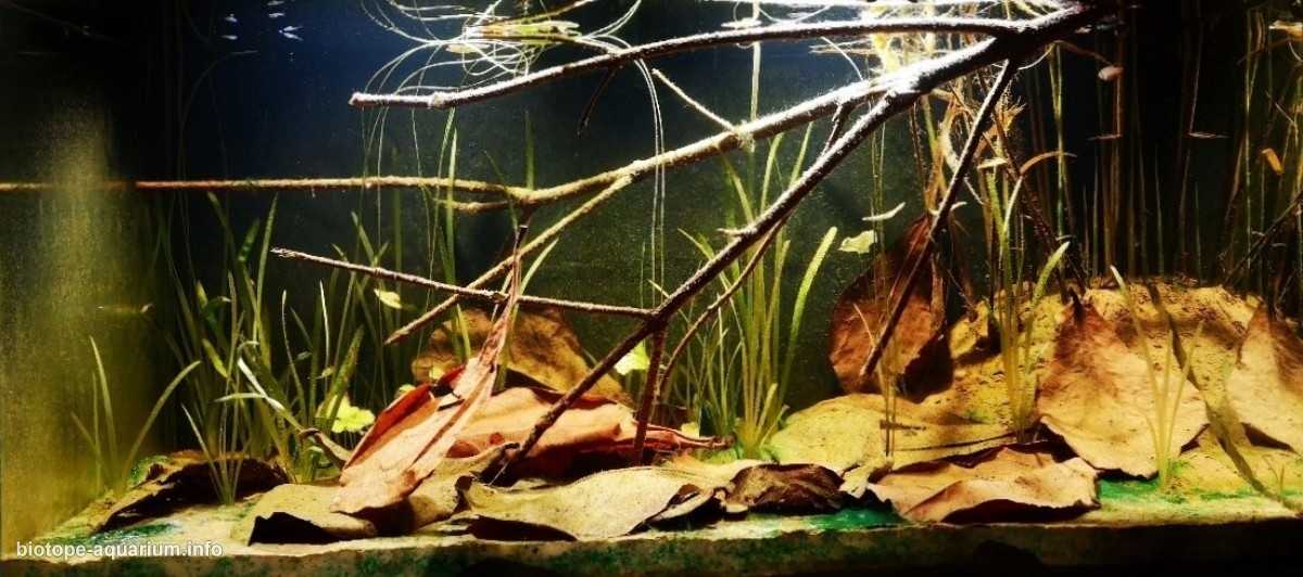 广西的静谧池塘原生缸造景 19年第110名