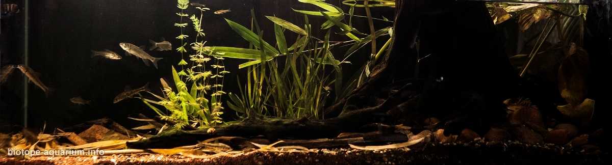 四川成都西部的溪流原生缸造景 19年第111名