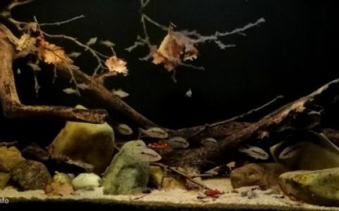 伯利兹托莱多区森林中水流缓慢溪流段 原生缸造景 19年第112名