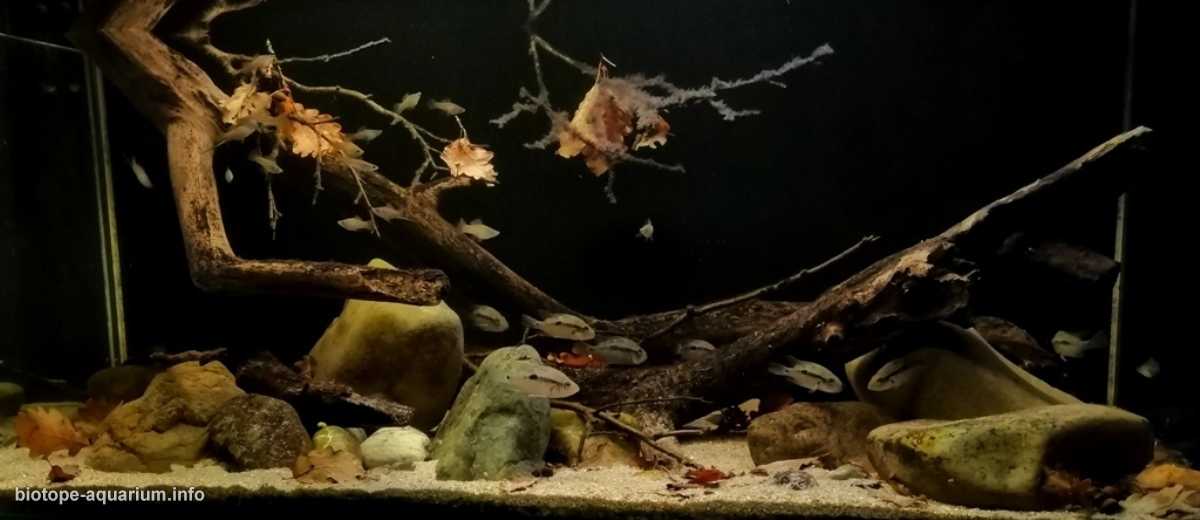 伯利兹托莱多区森林中水流缓慢溪流段 原生缸造景 19年第112名