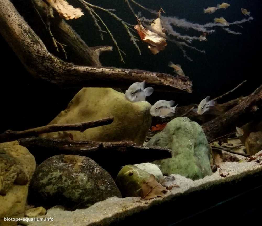伯利兹托莱多区森林中水流缓慢溪流段 原生缸造景 19年第112名