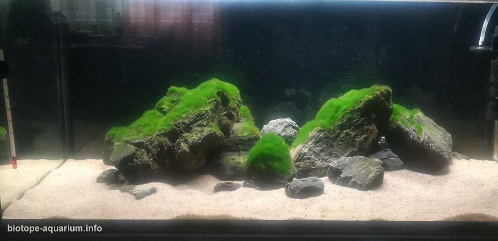 刚果坦噶尼喀湖卡帕帕附近栖息地 原生缸造景 19年第113名