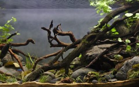 奥里诺科河的一条小型森林支流原生缸造景 19年114名