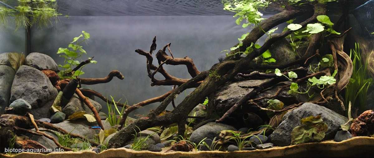 奥里诺科河的一条小型森林支流原生缸造景 19年114名