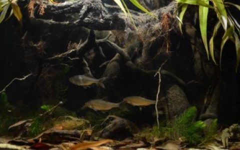 乌克兰佩切涅格水库某处汇流处的河口原生缸造景 19年第115名