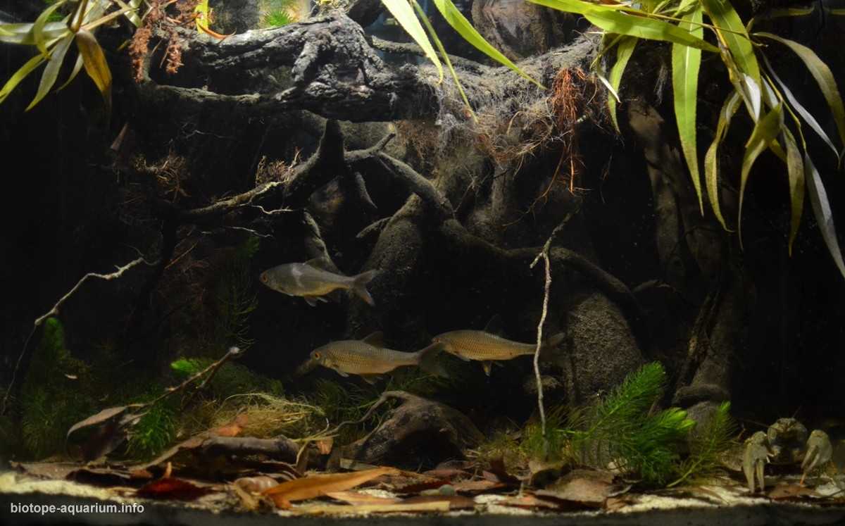 乌克兰佩切涅格水库某处汇流处的河口原生缸造景 19年第115名
