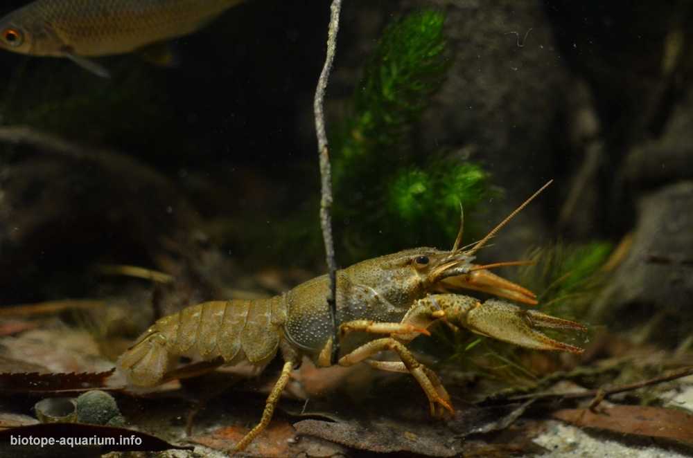 乌克兰佩切涅格水库某处汇流处的河口原生缸造景 19年第115名