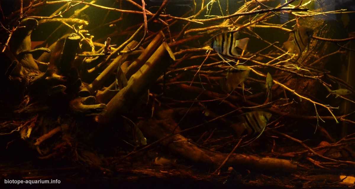巴西巴瑟洛斯地区的内格罗河原生缸造景 19年116名