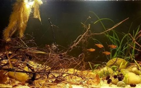秘鲁纳奈河浅水区倒树原生缸造景 19年第117名