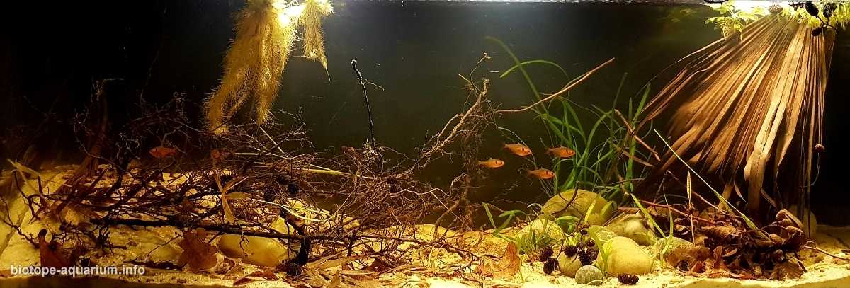 秘鲁纳奈河浅水区倒树原生缸造景 19年第117名
