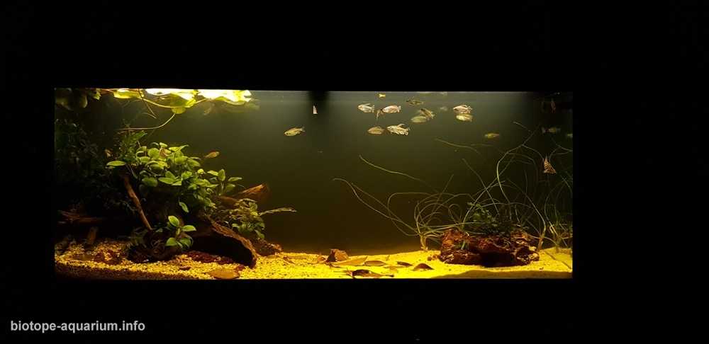 刚果河沿海区域的马莱博湖原生缸造景 19年119名