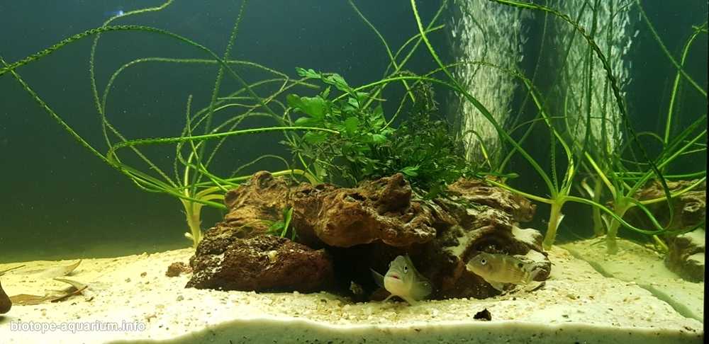 刚果河沿海区域的马莱博湖原生缸造景 19年119名