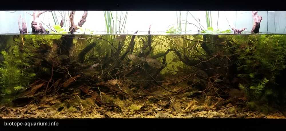 越南湄公河三角洲的小池塘原生缸造景 19年第12名