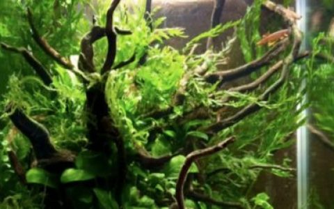 加蓬西北部姆贝河一处宁静的水域原生缸造景 19年第120名