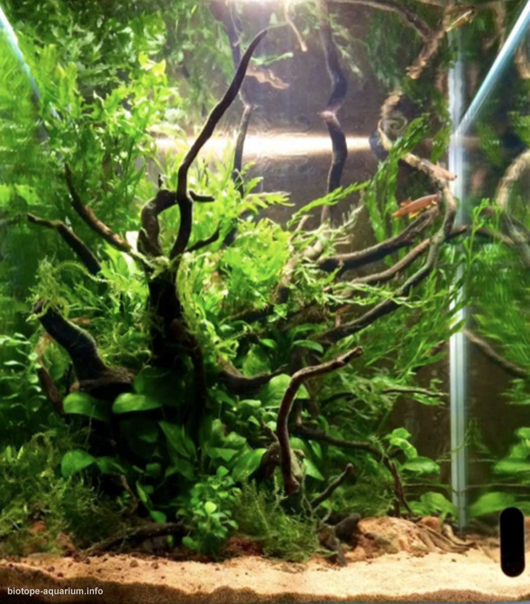 加蓬西北部姆贝河一处宁静的水域原生缸造景 19年第120名