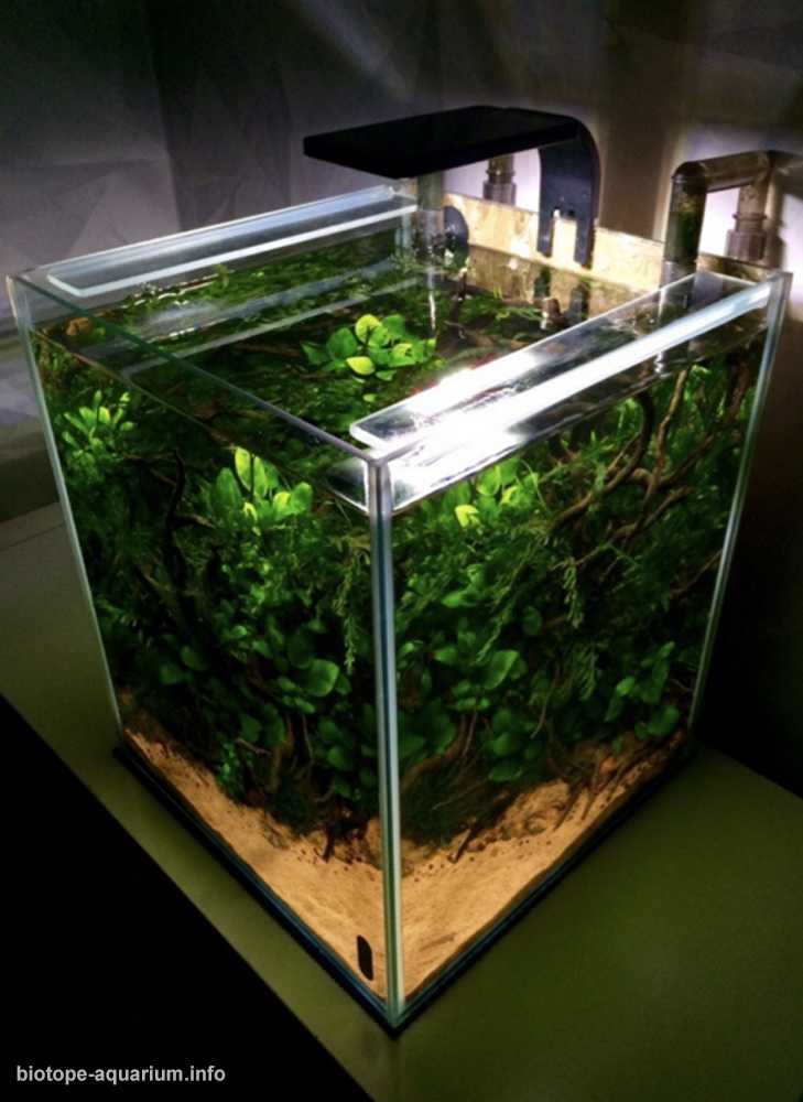 加蓬西北部姆贝河一处宁静的水域原生缸造景 19年第120名