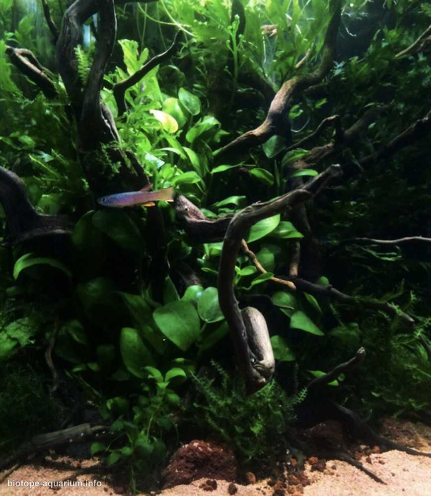 加蓬西北部姆贝河一处宁静的水域原生缸造景 19年第120名