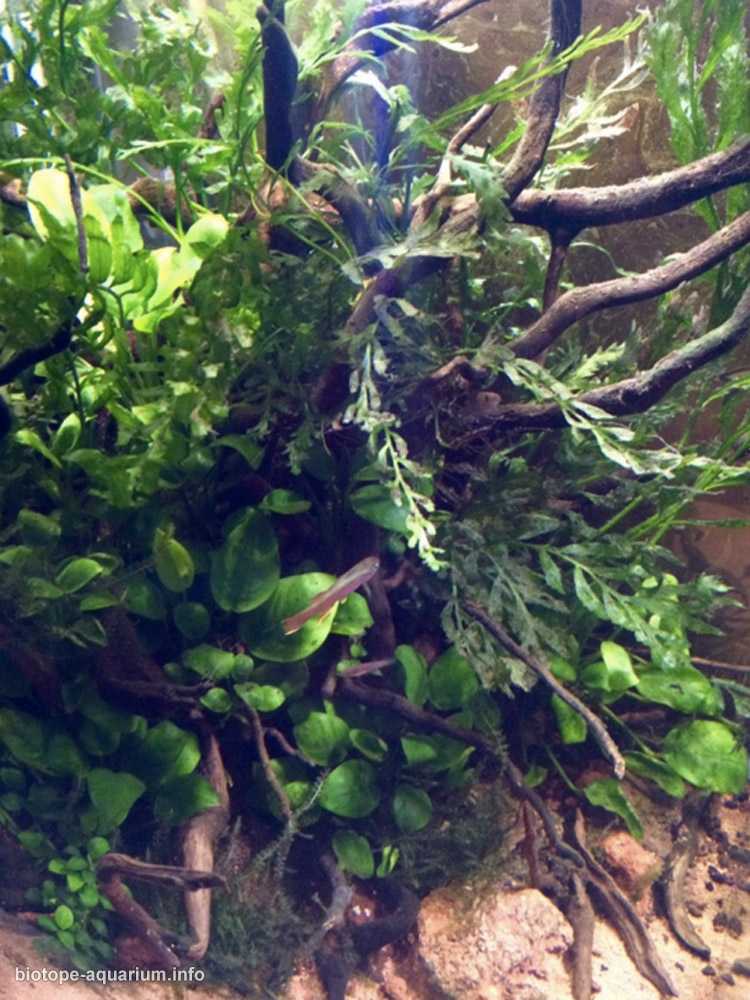加蓬西北部姆贝河一处宁静的水域原生缸造景 19年第120名