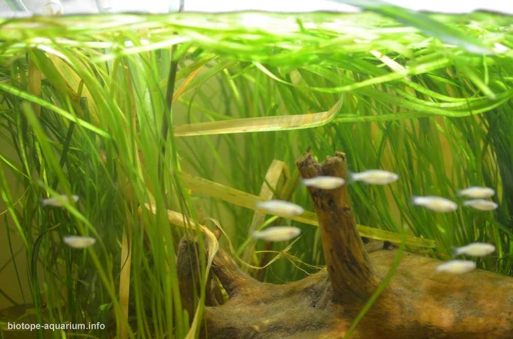 乌克兰伊久姆附近河流原生缸造景 19年第121名