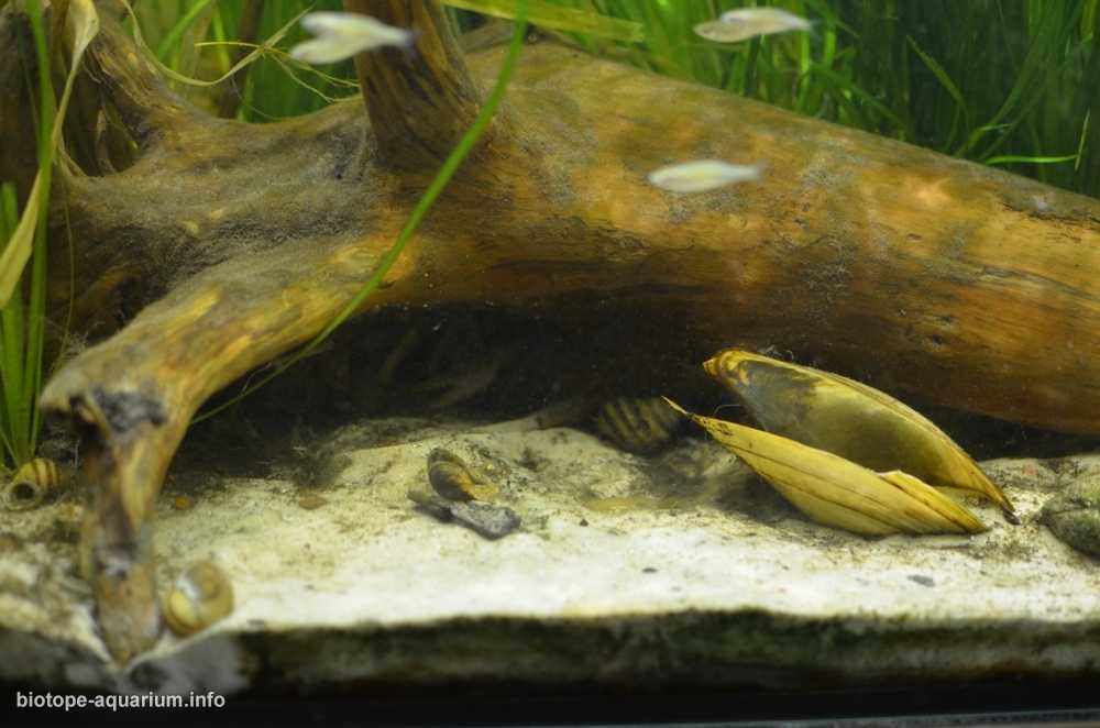 乌克兰伊久姆附近河流原生缸造景 19年第121名
