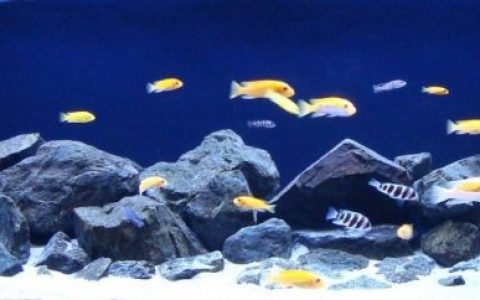 非洲马拉维湖利科马岛东南部的岩石湖原生缸造景 19年第122名