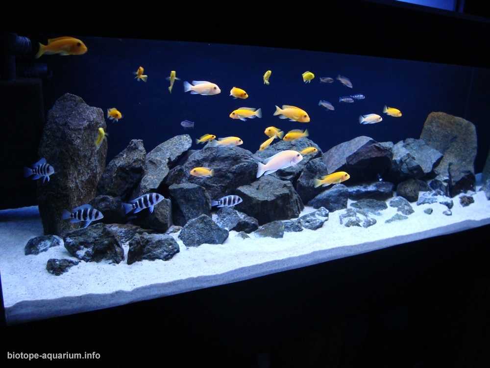 非洲马拉维湖利科马岛东南部的岩石湖原生缸造景 19年第122名