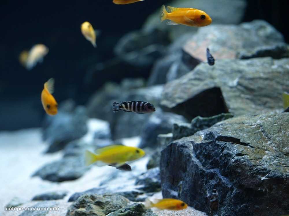 非洲马拉维湖利科马岛东南部的岩石湖原生缸造景 19年第122名