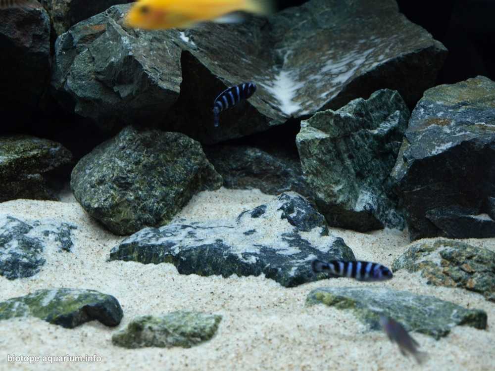 非洲马拉维湖利科马岛东南部的岩石湖原生缸造景 19年第122名