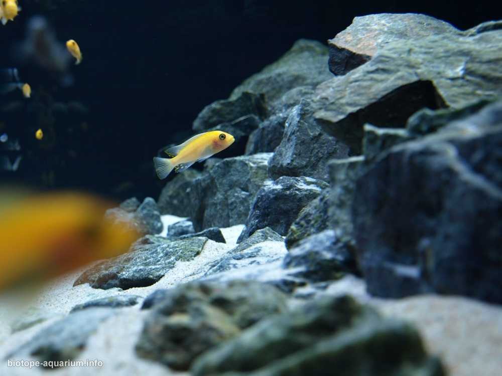 非洲马拉维湖利科马岛东南部的岩石湖原生缸造景 19年第122名