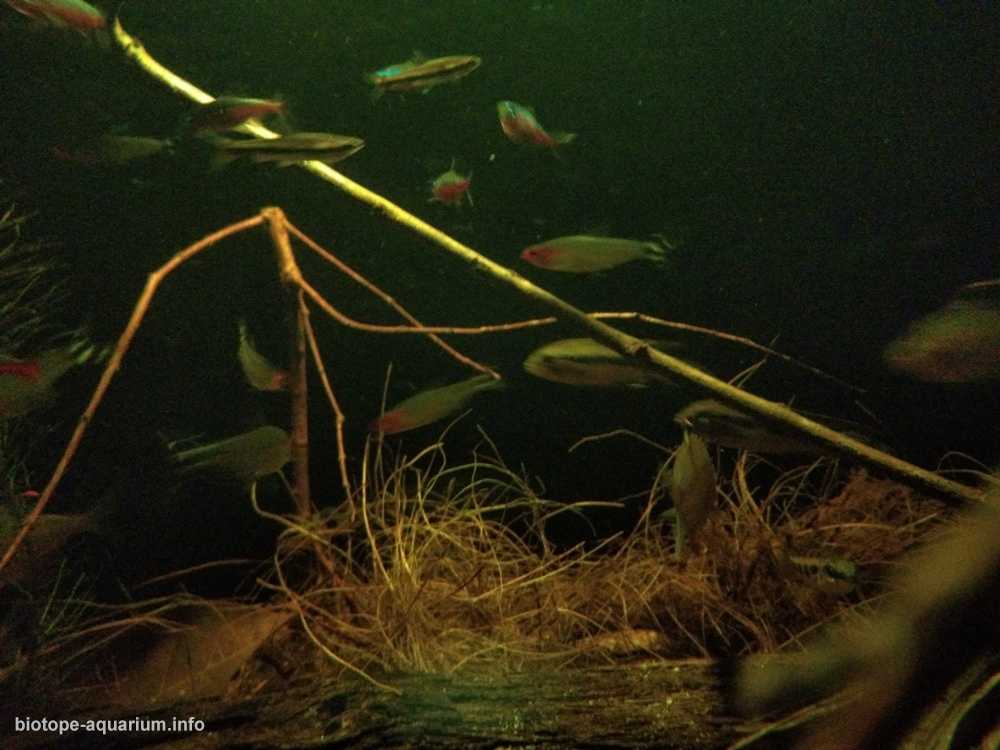 巴西亚马逊内格罗河支流考雷斯河原生缸造景 19年124名
